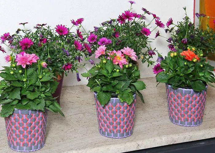 阿卡吉洛酒店 酒店 3*